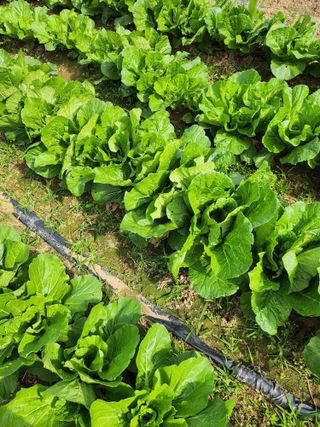 이기원 님의 11월 내 작물 자랑하기 · 참여글 작성글 사진