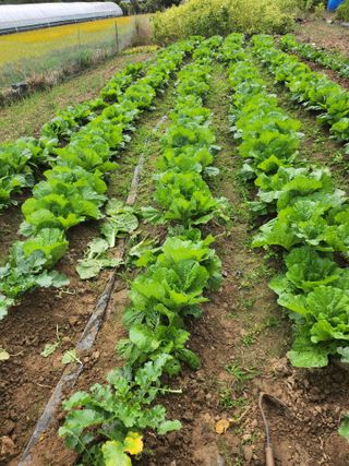 이기원 님의 11월 내 작물 자랑하기 · 참여글 작성글 사진