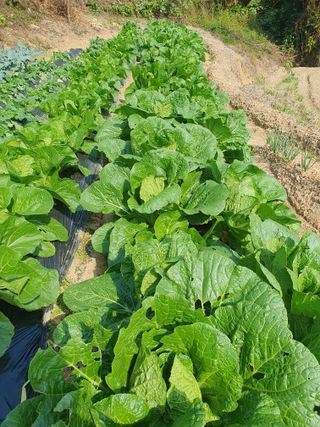 이미영님의 11월 내 작물 자랑하기 · 참여글 작성글 사진