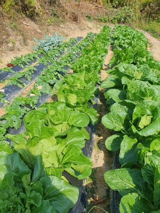 이미영님의 11월 내 작물 자랑하기 · 참여글 작성글 사진