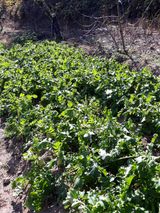 팜모닝 배추·일상 게시글 이미지