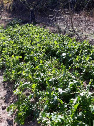 초보얌님의 배추 · 일상 작성글 사진