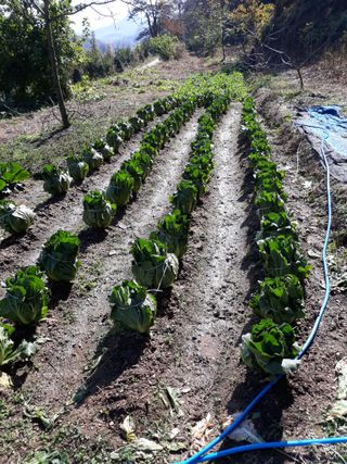 초보얌님의 배추 · 일상 작성글 사진