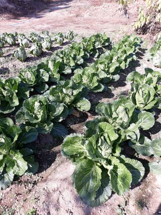 초보얌님의 배추 · 일상 작성글 사진