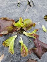 팜모닝 상추·병해충상담 게시글 이미지