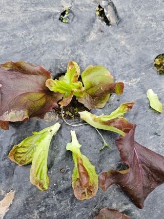 노력하는농민님의 상추 · 병해충상담 작성글 사진