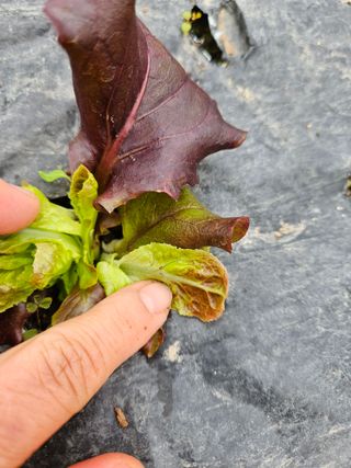 노력하는농민님의 상추 · 병해충상담 작성글 사진