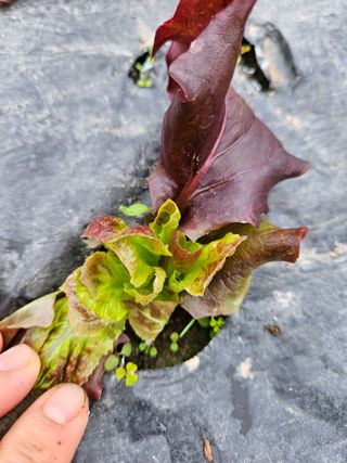 노력하는농민님의 상추 · 병해충상담 작성글 사진