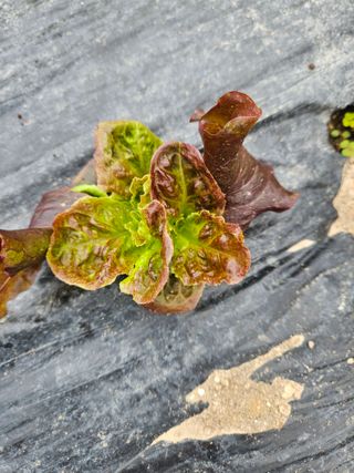 노력하는농민님의 상추 · 병해충상담 작성글 사진