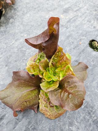 노력하는농민님의 상추 · 병해충상담 작성글 사진