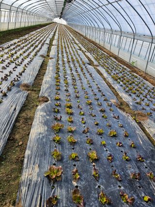 노력하는농민님의 상추 · 병해충상담 작성글 사진