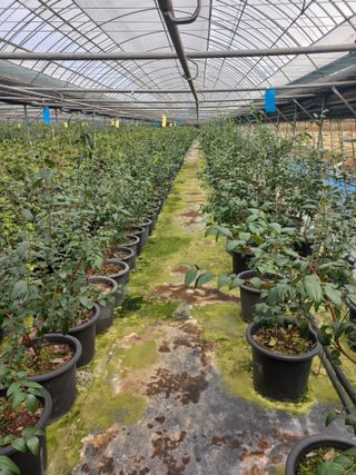 하늘농원님의 블루베리 · 자유게시판 작성글 사진