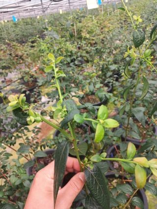 하늘농원님의 블루베리 · 자유게시판 작성글 사진