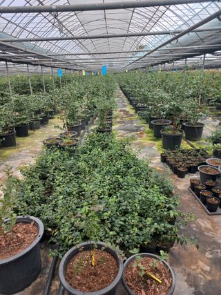 하늘농원님의 블루베리 · 자유게시판 작성글 사진