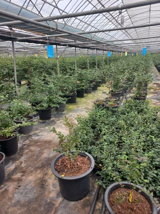 하늘농원님의 블루베리 · 자유게시판 작성글 사진