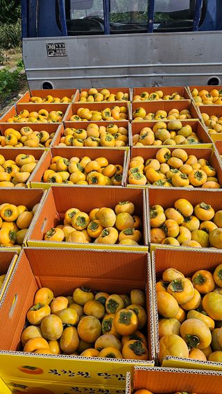 주하네팜(태추,부유님의 작성글 사진