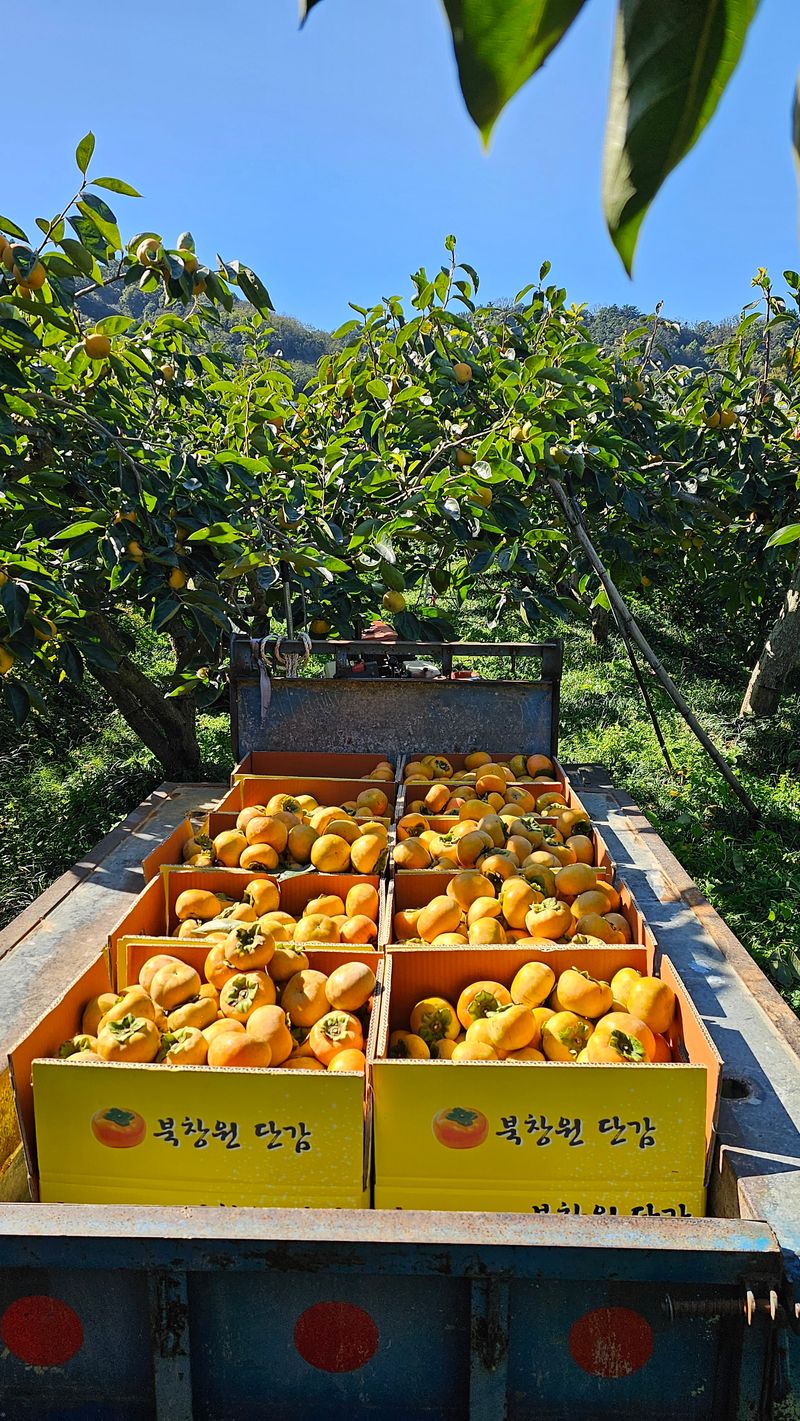 주하네팜(태추,부유님의 장터 판매 상품 [창원단감제 대상 아삭달콤한 부유단감5,5kg] 첨부 사진