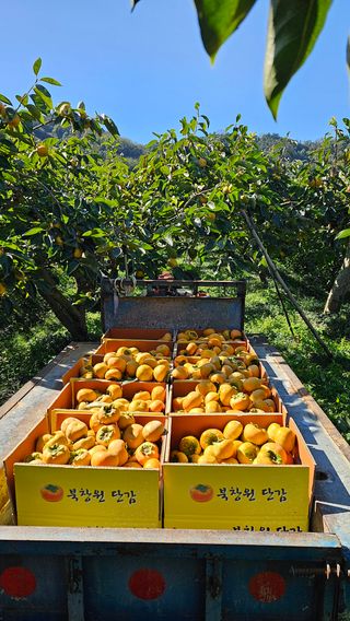 주하네팜(태추,부유님의 작성글 사진