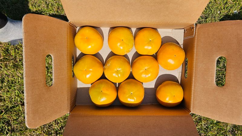 주하네팜(태추,부유님의 장터 판매 상품 [창원단감제 대상 아삭달콤한 부유단감5,5kg] 첨부 사진