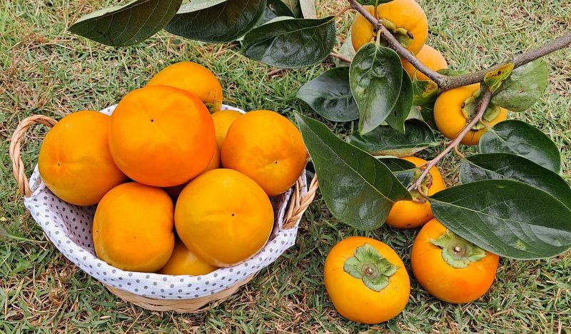 주하네팜(태추,부유님의 장터 판매 상품 [창원단감제 대상 아삭달콤한 부유단감5,5kg] 첨부 사진