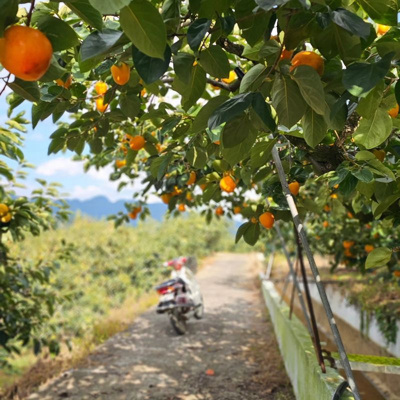주하네팜(태추,부유님의 장터 판매 상품 [창원단감제 대상 아삭달콤한 부유단감5,5kg] 첨부 사진