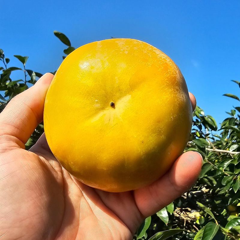 주하네팜(태추,부유님의 장터 판매 상품 [창원단감제 대상 아삭달콤한 부유단감5,5kg] 첨부 사진