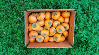 주하네팜(태추,부유님의 작성글 사진