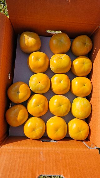 주하네팜(태추,부유님의 작성글 사진