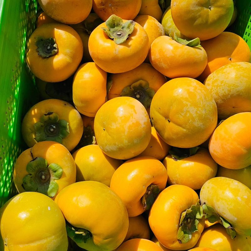 주하네팜(태추,부유님의 장터 판매 상품 [창원단감제 대상 아삭달콤한 부유단감5,5kg] 첨부 사진