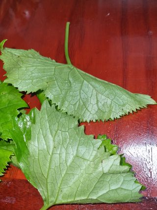 당근감자님의 기타작물 · 병해충상담 작성글 사진