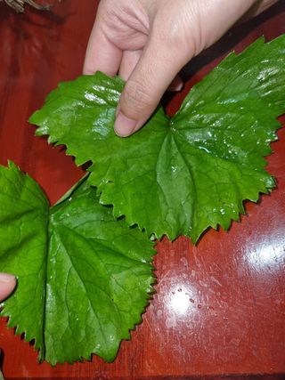 당근감자님의 기타작물 · 병해충상담 작성글 사진