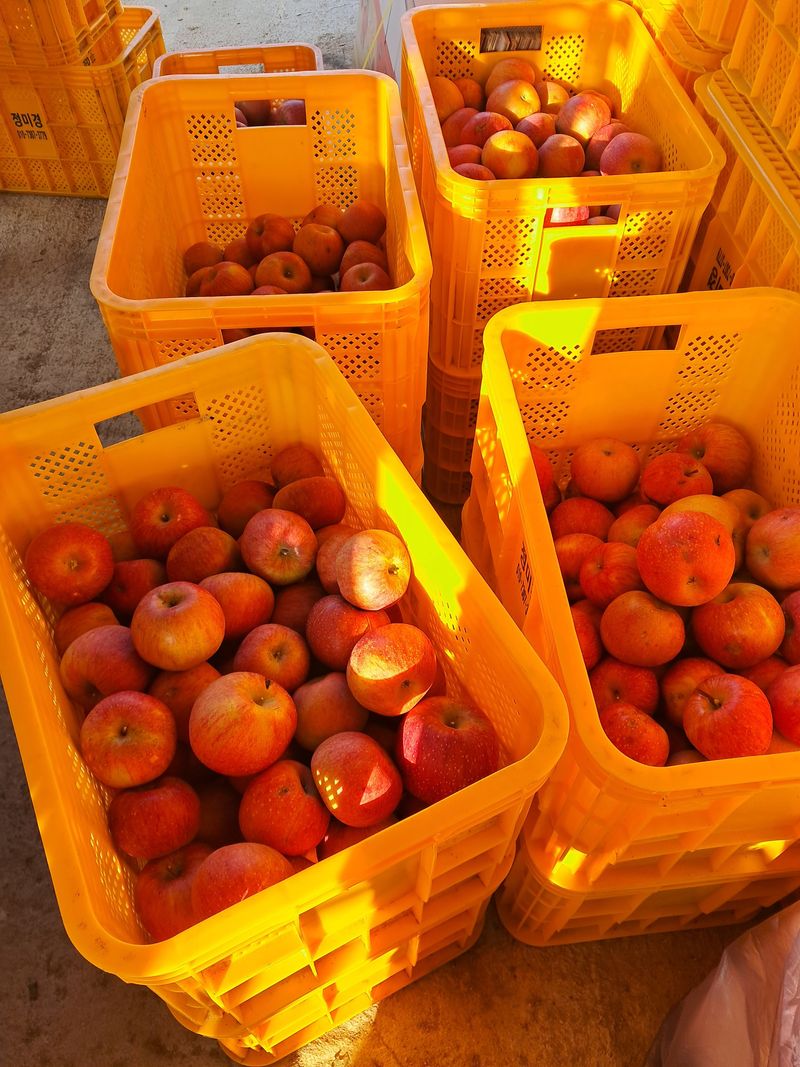 장터 상품 [사과] 썸네일