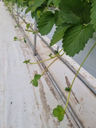 강보묵님의 딸기 · 수확 작성글 사진