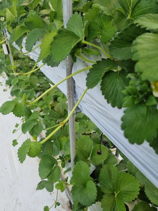 강보묵님의 딸기 · 수확 작성글 사진