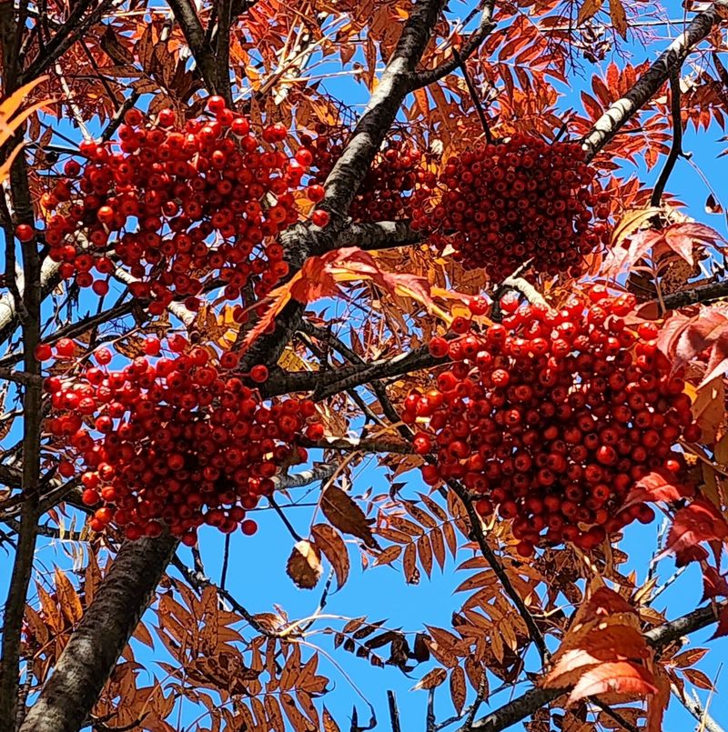 장터 상품 [최고품종인 마가목열매] 썸네일