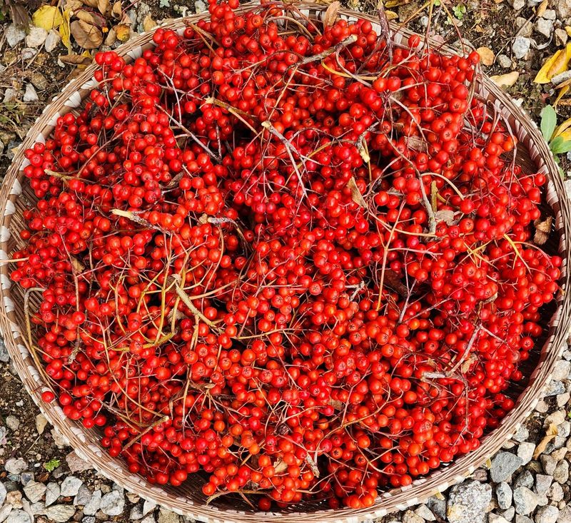 모든 보일러 설비님의 장터 판매 상품 [최고품종인 마가목열매] 첨부 사진