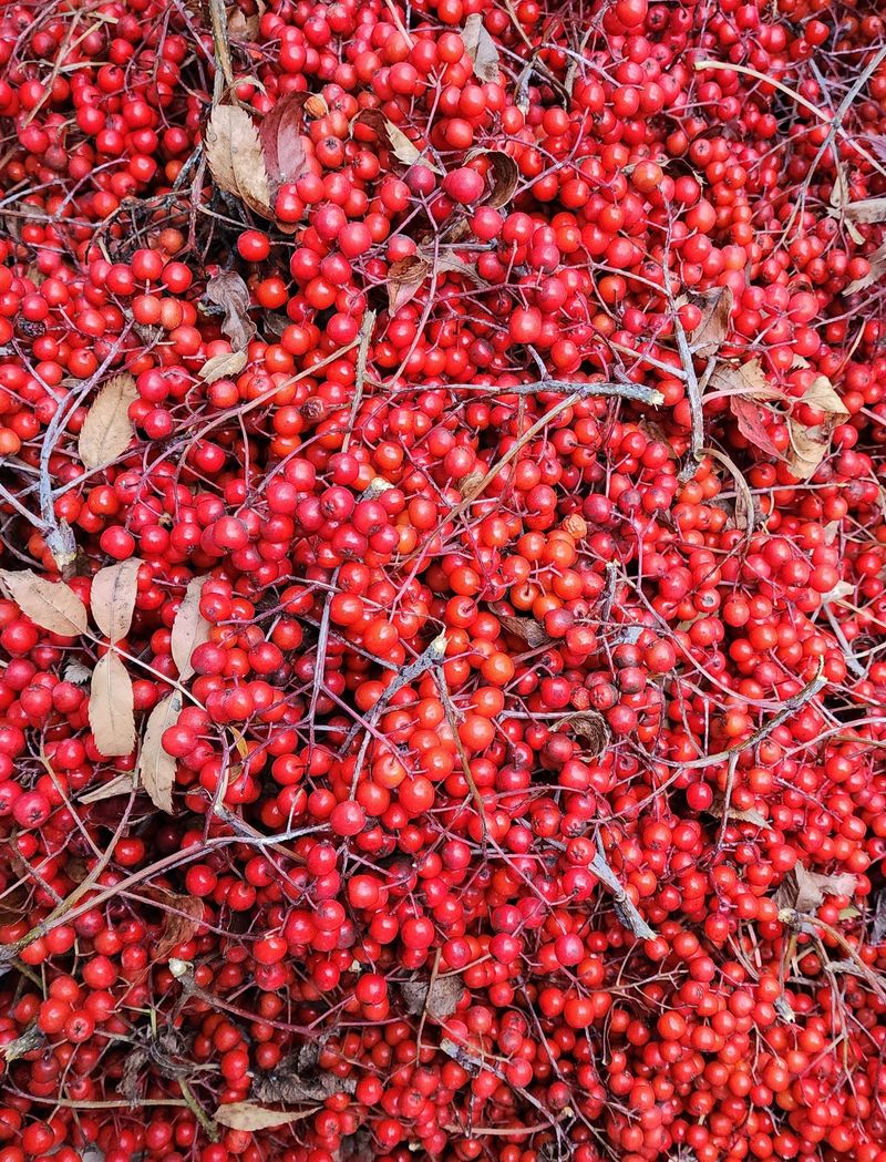 모든 보일러 설비님의 장터 판매 상품 [최고품종인 마가목열매] 첨부 사진
