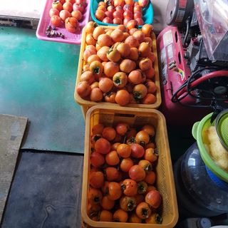 KhM식물을사랑님의 감 · 영농일지 작성글 사진