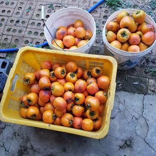 KhM식물을사랑님의 감 · 영농일지 작성글 사진