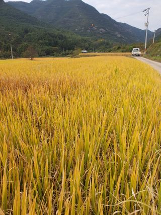 김영복님의 11월 내 작물 자랑하기 · 참여글 작성글 사진