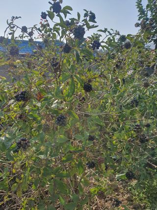 김영복님의 11월 내 작물 자랑하기 · 참여글 작성글 사진