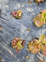 팜모닝 상추·병해충상담 게시글 이미지