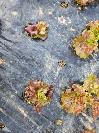 노력하는농민님의 상추 · 병해충상담 작성글 사진