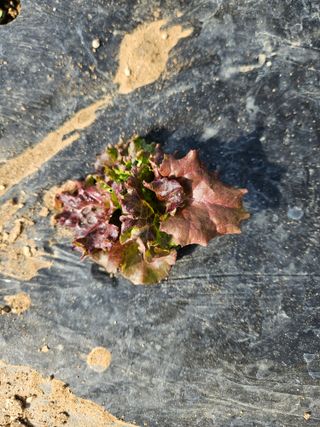 노력하는농민님의 상추 · 병해충상담 작성글 사진