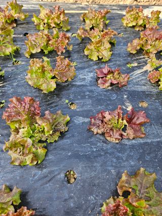 노력하는농민님의 상추 · 병해충상담 작성글 사진