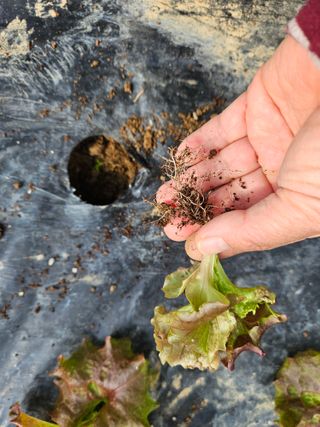 노력하는농민님의 상추 · 병해충상담 작성글 사진