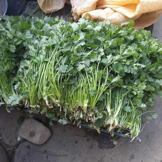 고북면공심채 농인님의 11월 내 작물 자랑하기 · 참여글 작성글 사진