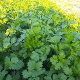 팜모닝 11월 내 작물 자랑하기·참여글 게시글 이미지