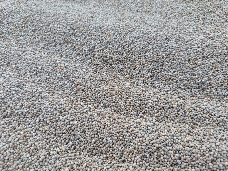 장터 상품 [재래종해들깨 5kg] 썸네일