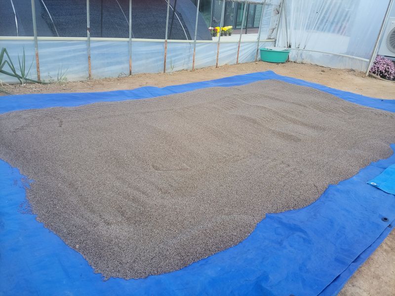 박유태님의 장터 판매 상품 [재래종해들깨 5kg] 첨부 사진